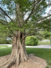 A large tree with a thick, textured trunk and numerous green leaves stretching outwards. The tree is surrounded by a well-maintained grassy lawn. In the background, there is a residential driveway flanked by bushes and other greenery. Sunlight filtering through the leaves adds a vibrant and lively feel to the scene.