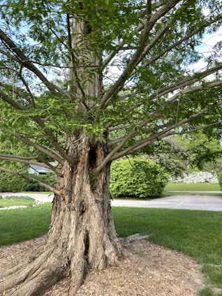 A large tree with a thick, textured trunk and numerous green leaves stretching outwards. The tree is surrounded by a well-maintained grassy lawn. In the background, there is a residential driveway flanked by bushes and other greenery. Sunlight filtering through the leaves adds a vibrant and lively feel to the scene.