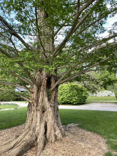 A friendly arborist trimming a large leafy tree in a sunny residential yard.