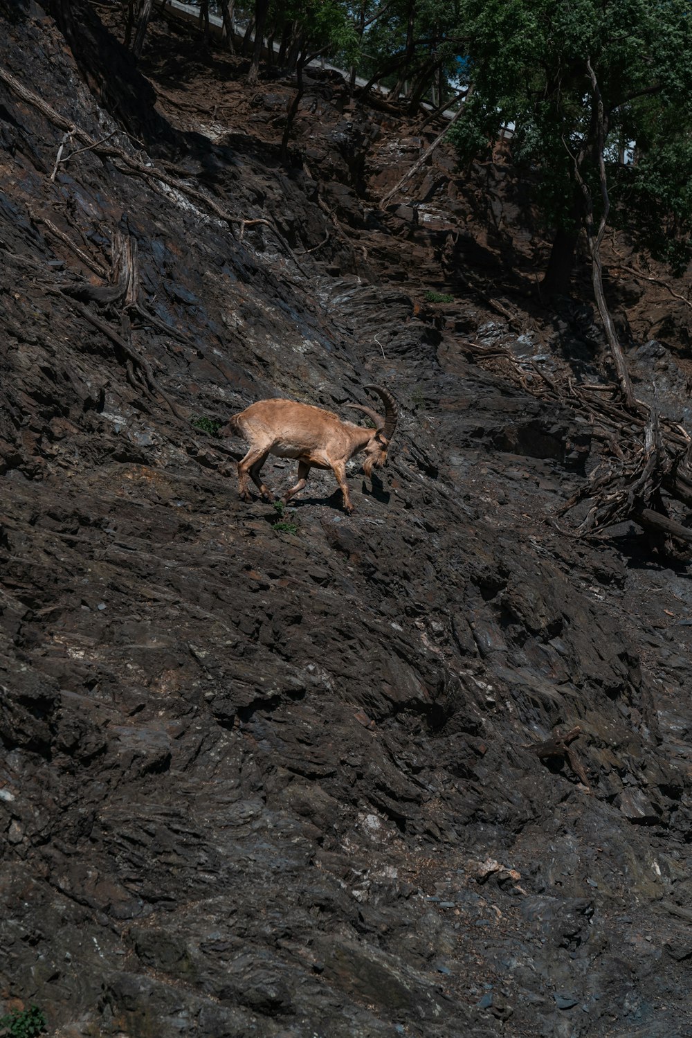 Un ciervo que está parado en una colina rocosa