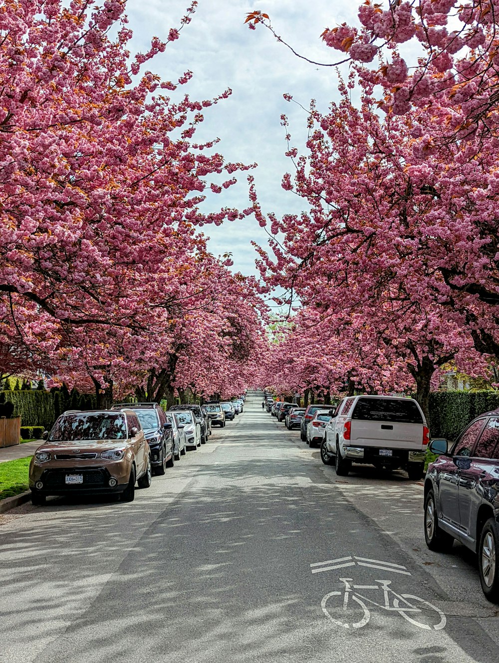a tree lined street with cars parked on both sides