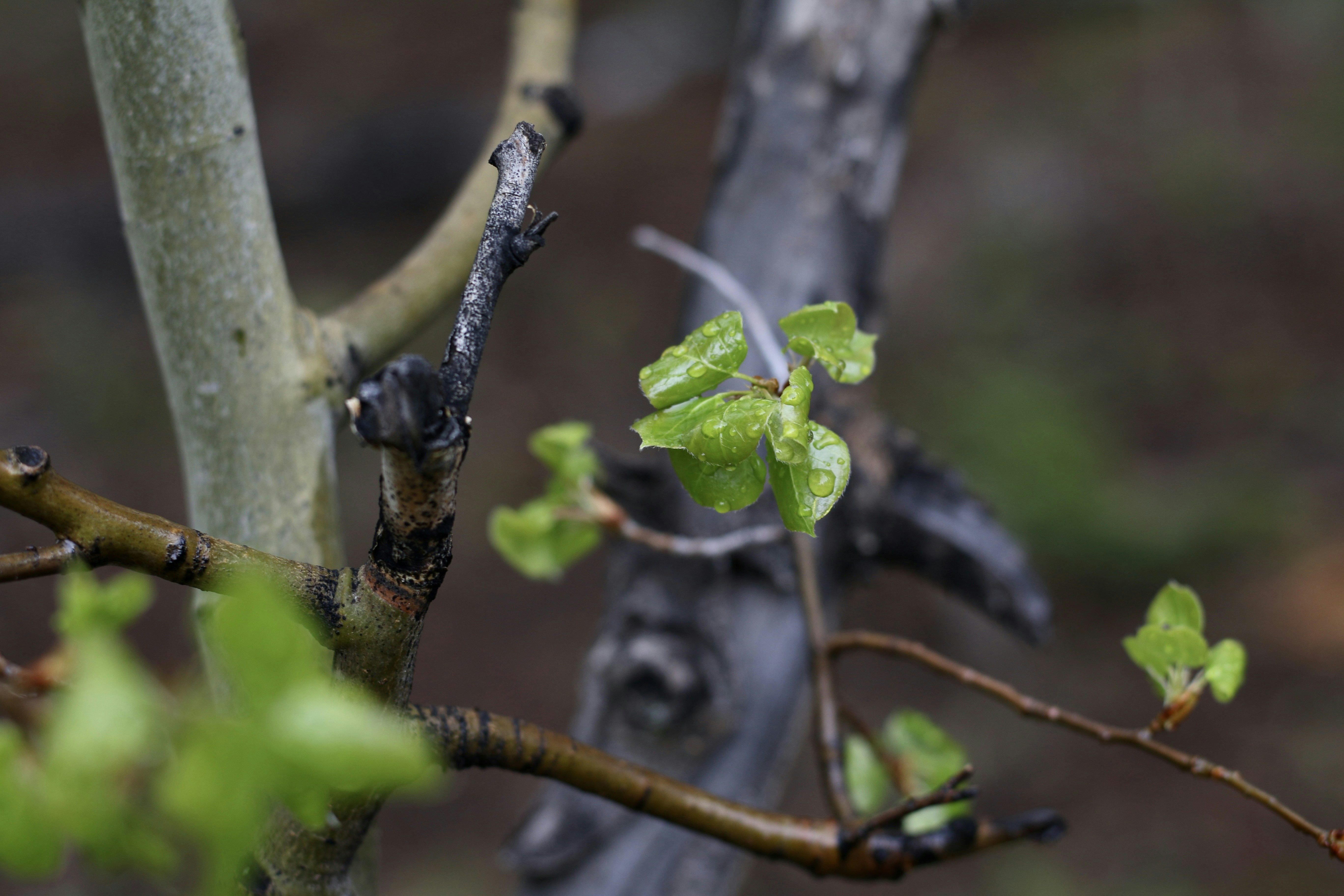 a branch of a tree with green leaves