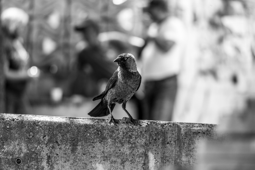 a black and white photo of a bird on a wall