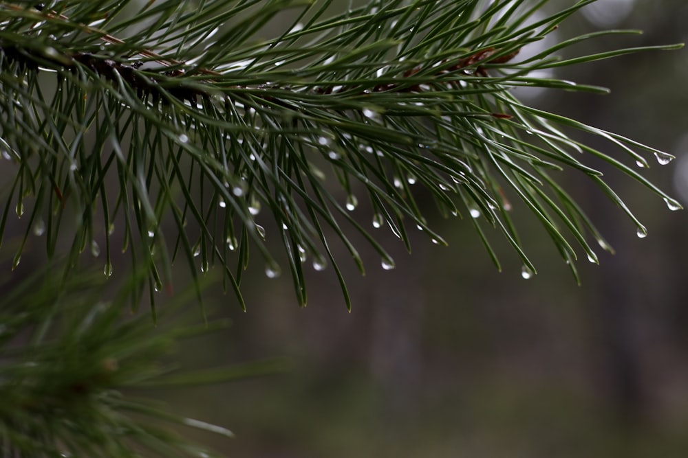 a pine branch with drops of water on it
