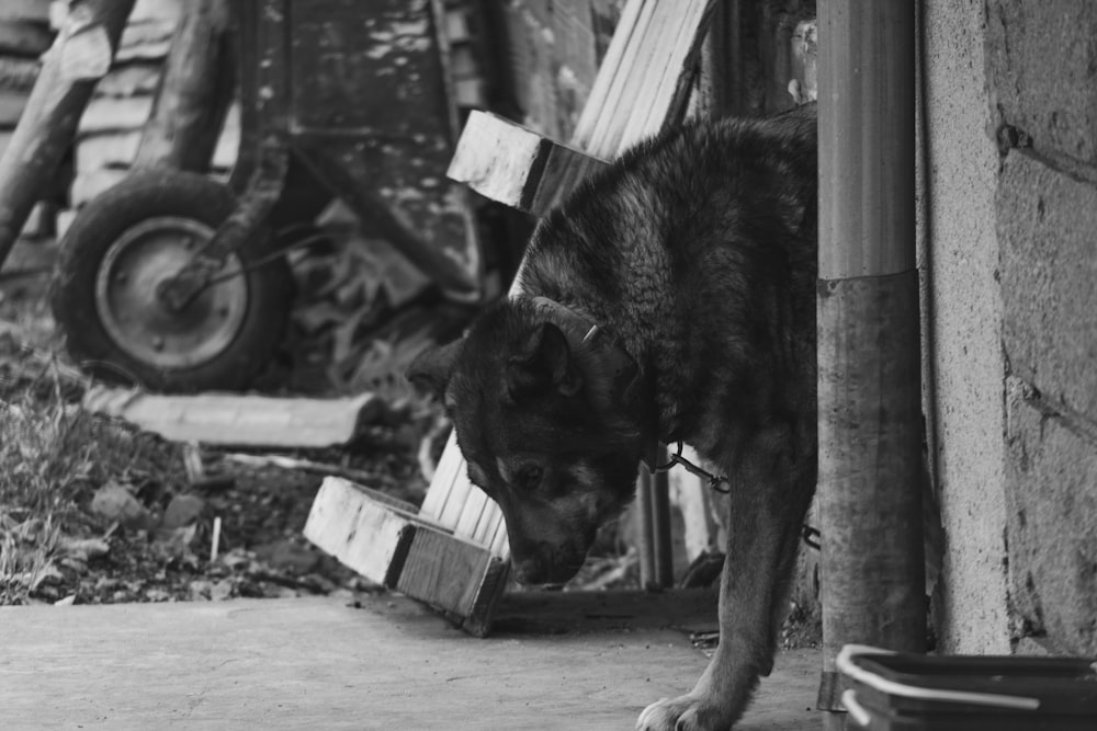 a black and white photo of a dog looking at something