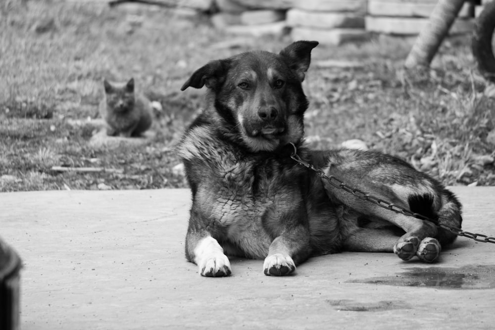 a black and white photo of a dog on a leash