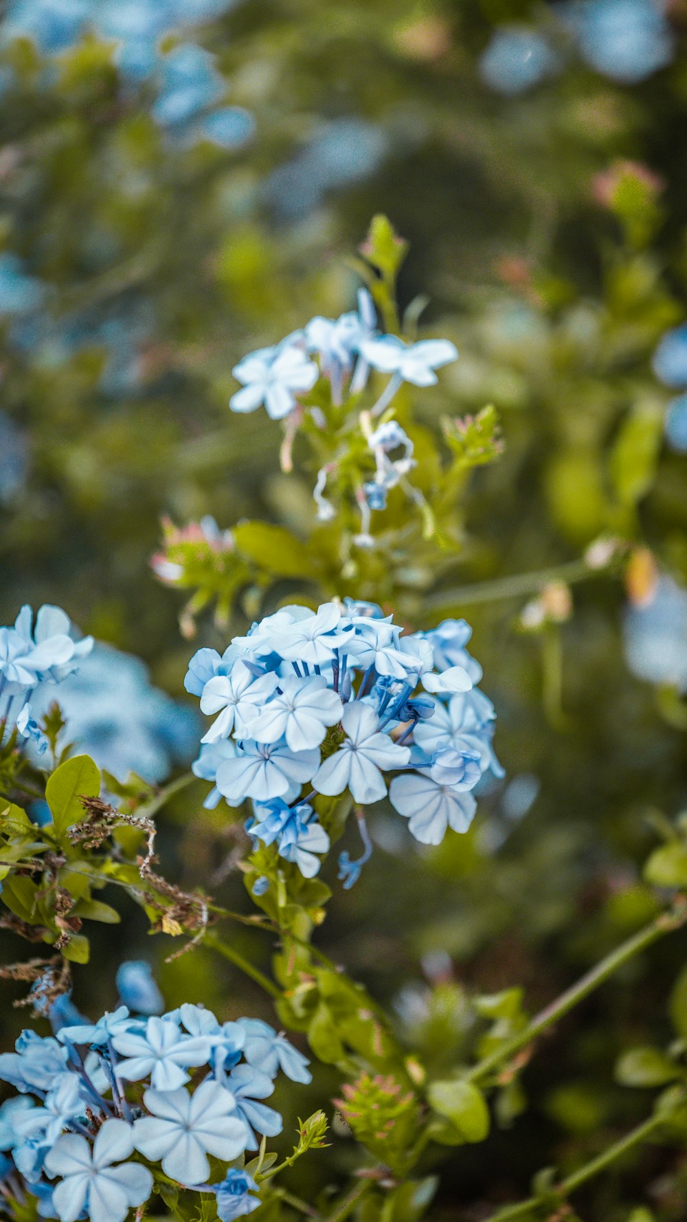 a bunch of blue flowers that are in the grass