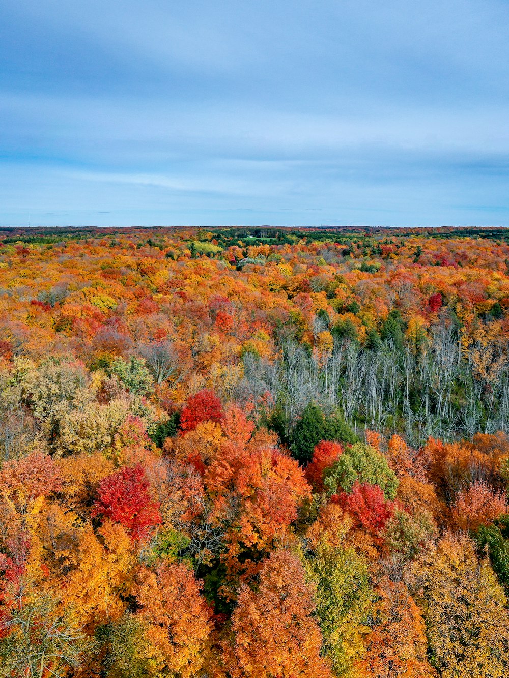 a forest filled with lots of colorful trees