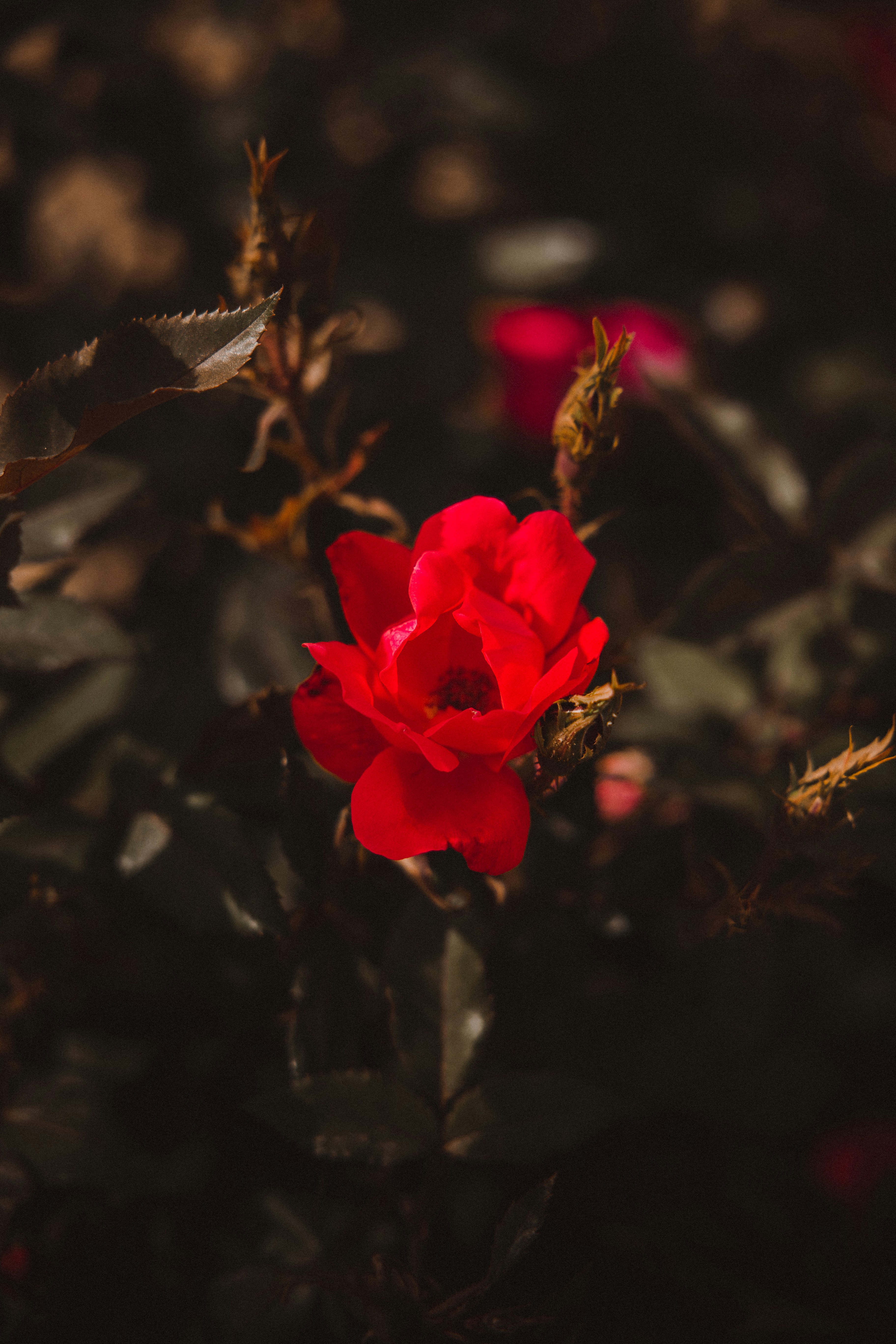 Photo by svenciupkab