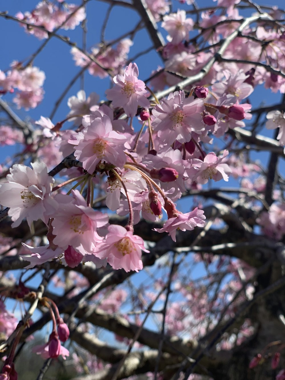 a tree with lots of pink flowers on it