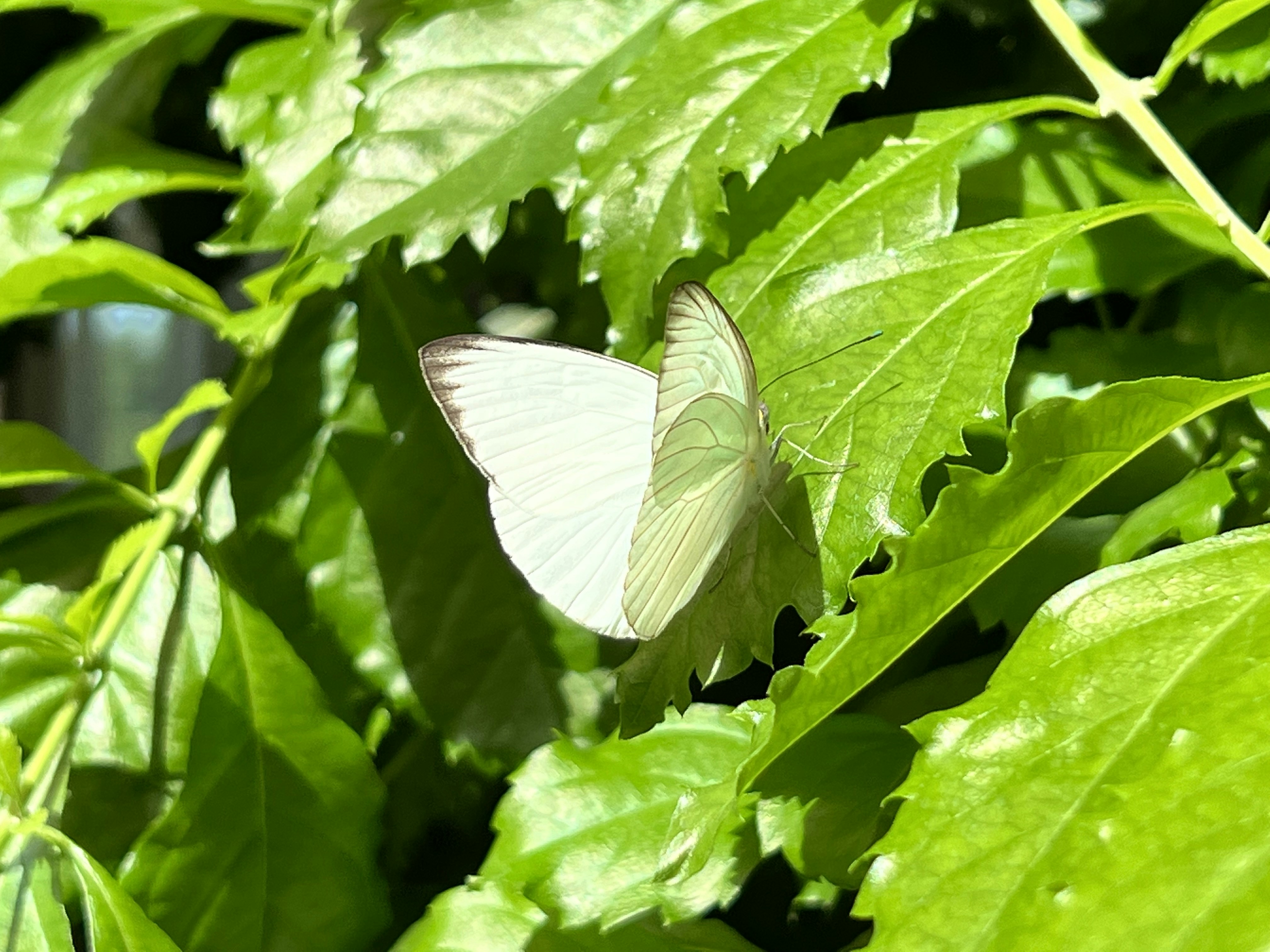 The Butterfly Connection (image credits: unsplash)