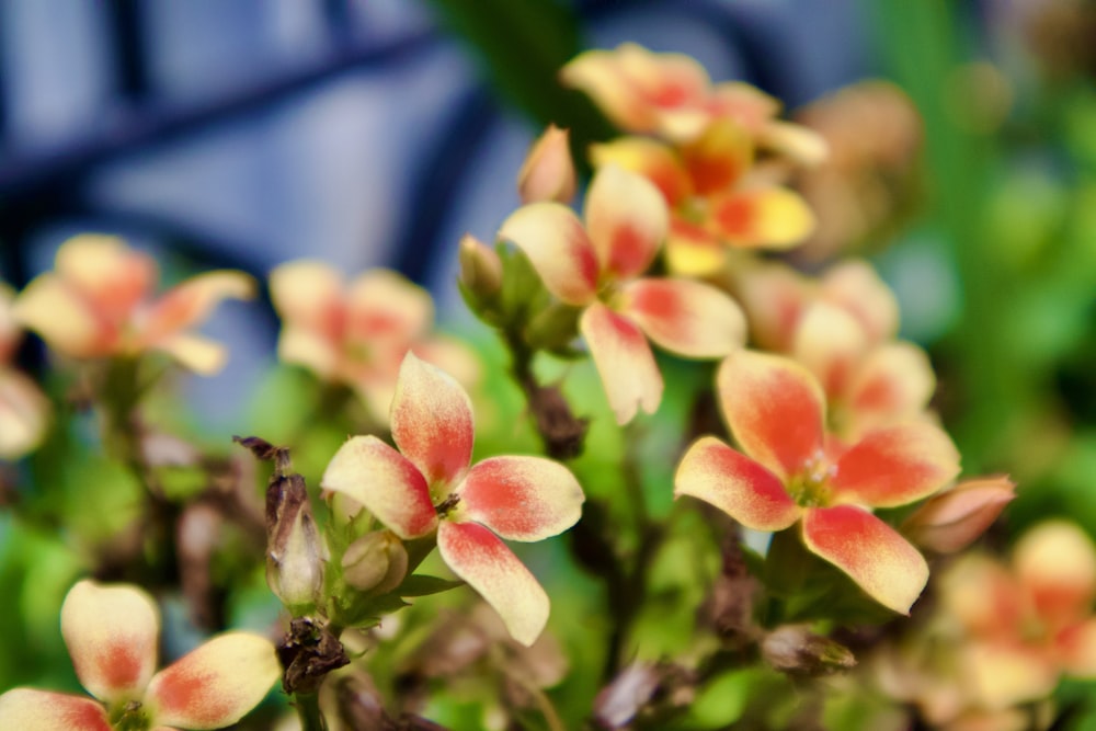 a close up of a bunch of small flowers