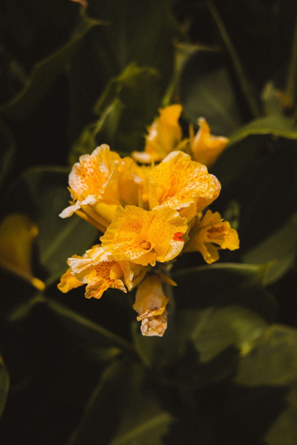 a yellow flower with green leaves in the background