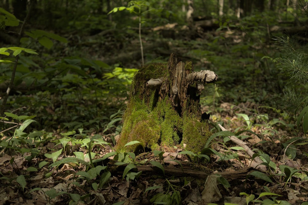 a mossy tree stump in the middle of a forest