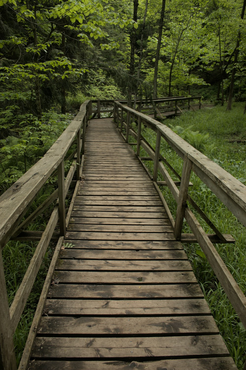 a wooden bridge in the middle of a forest