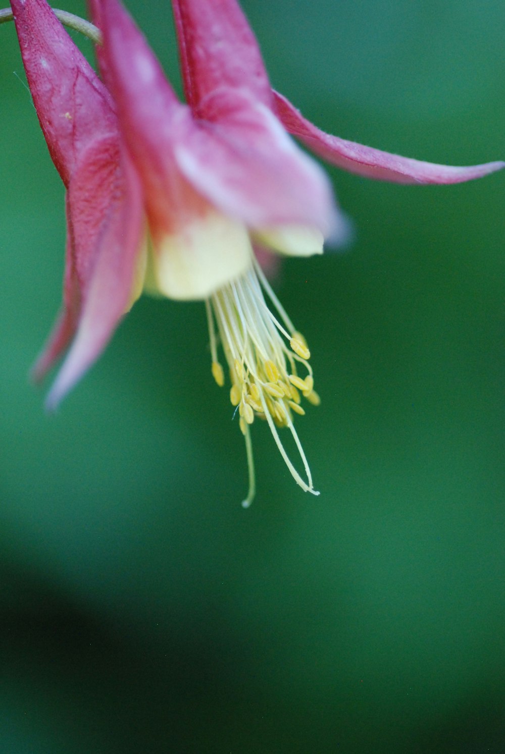 a close up of a flower with a blurry background