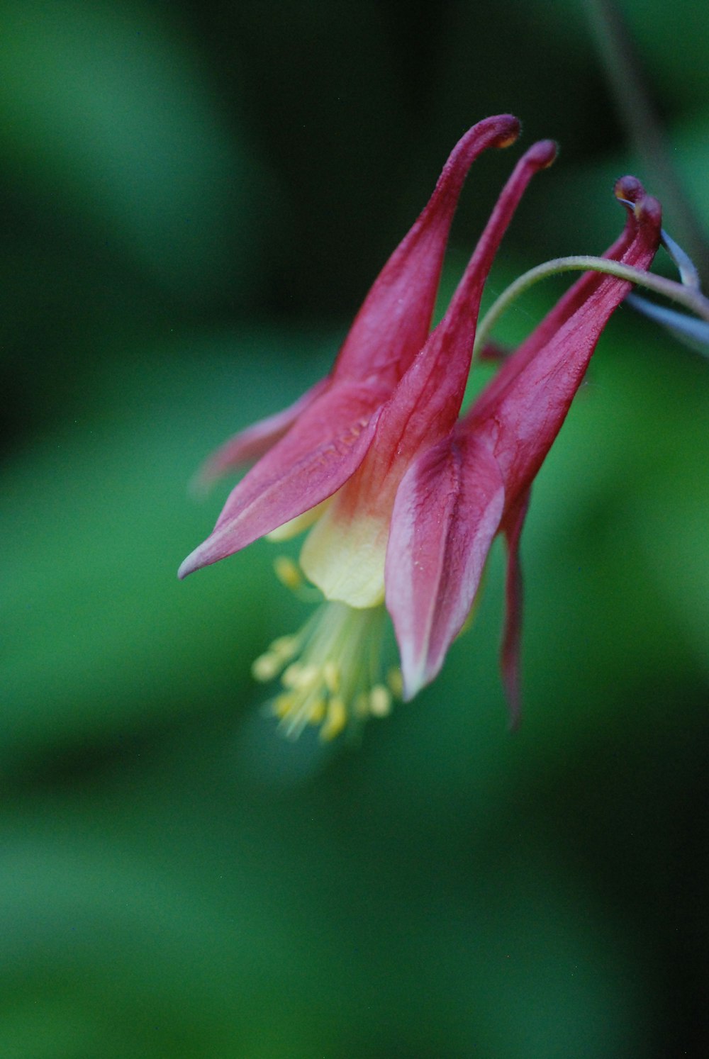 a close up of a flower with a blurry background