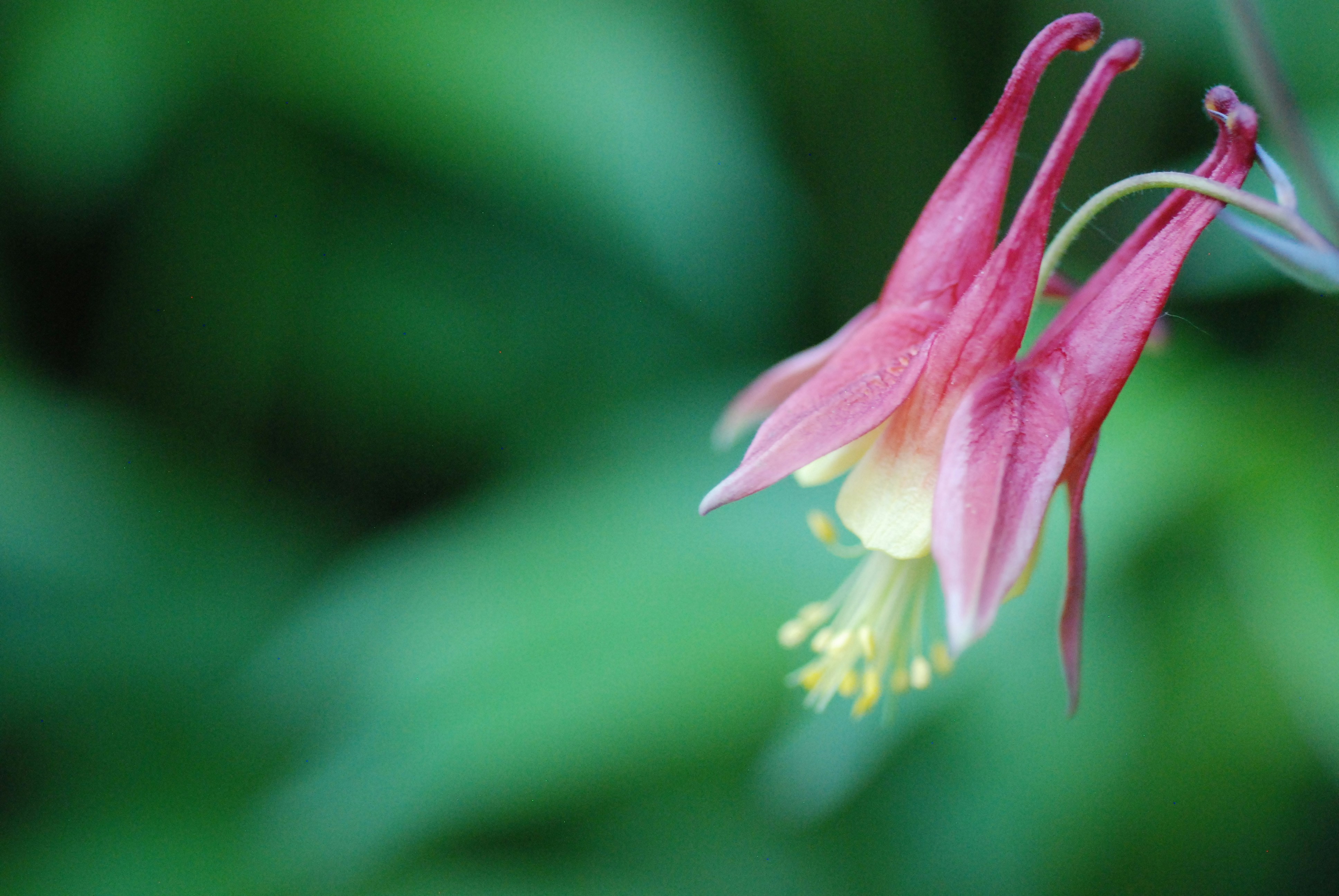 a close up of a flower with a blurry background