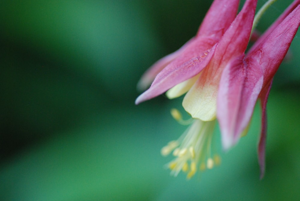 a close up of a flower with a blurry background