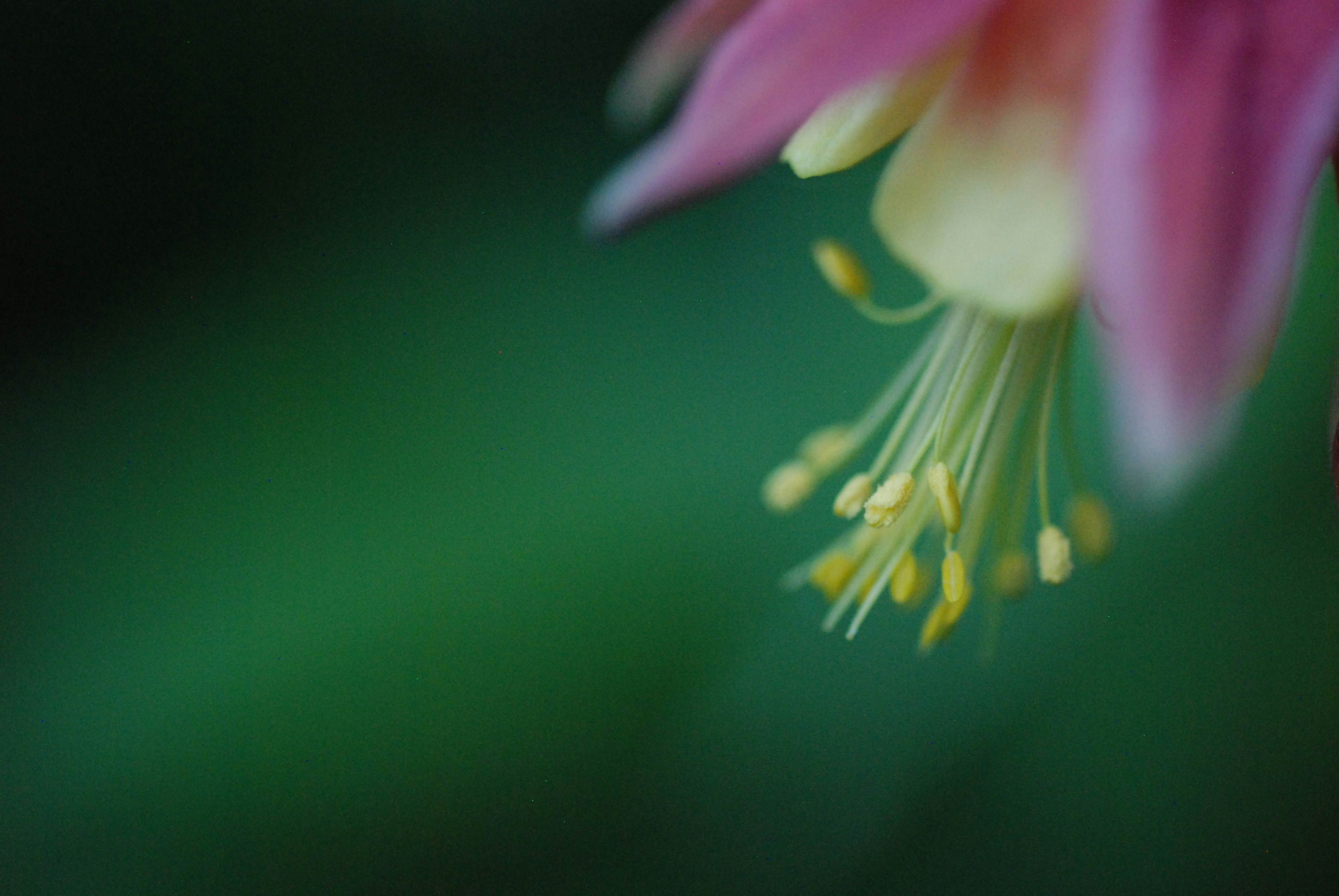 a close up of a flower with a blurry background