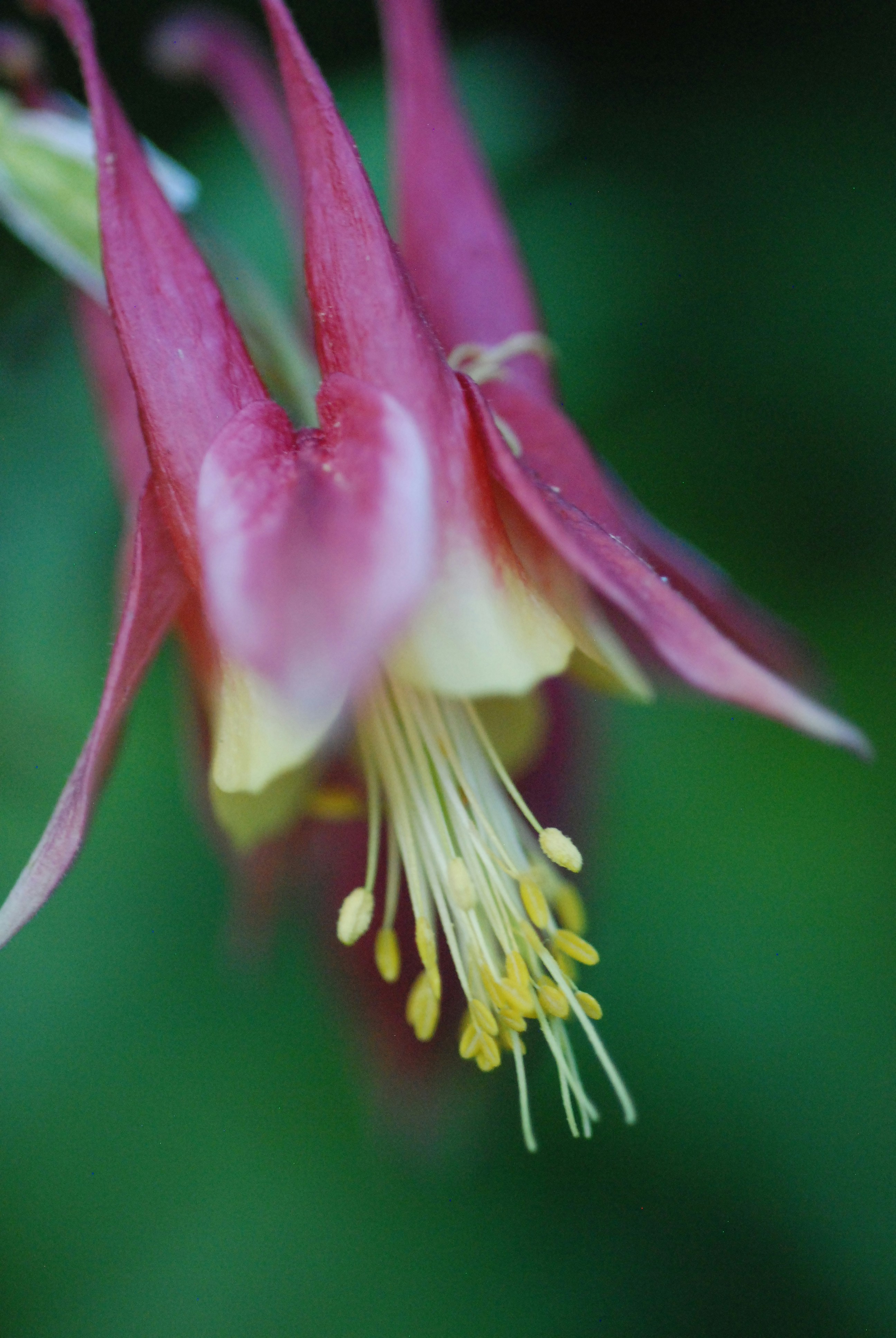 a close up of a flower with a blurry background
