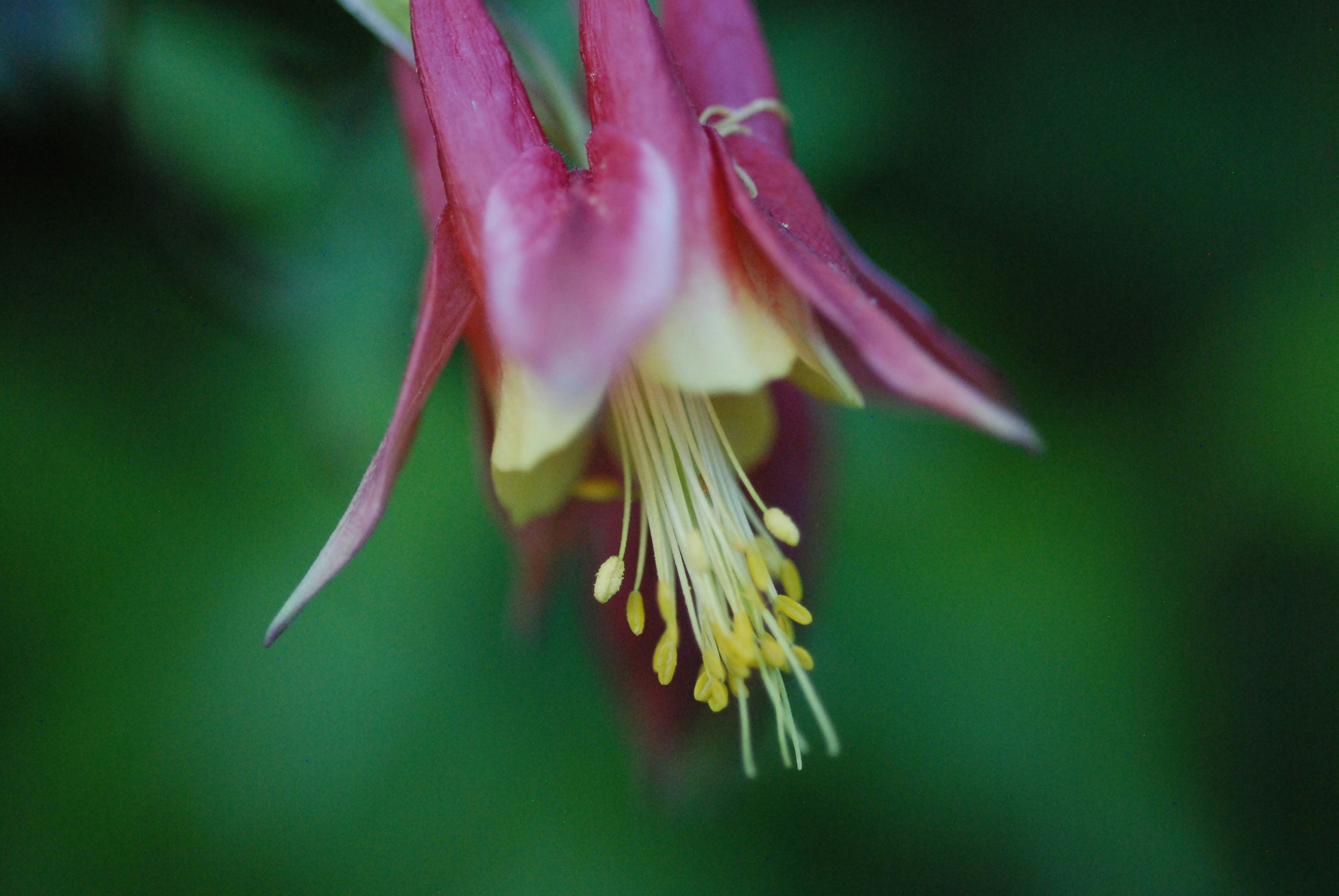 a close up of a flower with a blurry background
