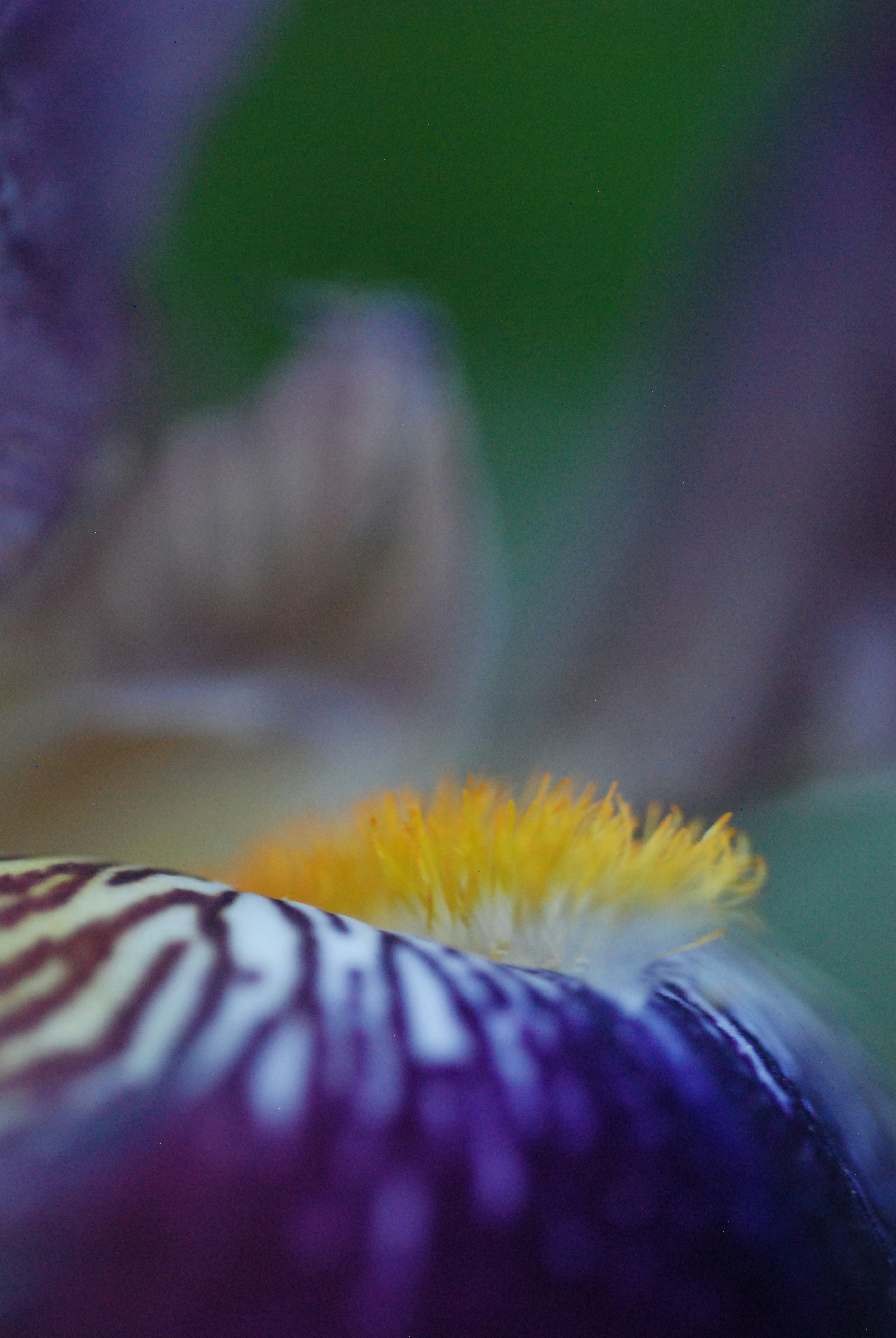 a close up of a purple flower with a yellow center