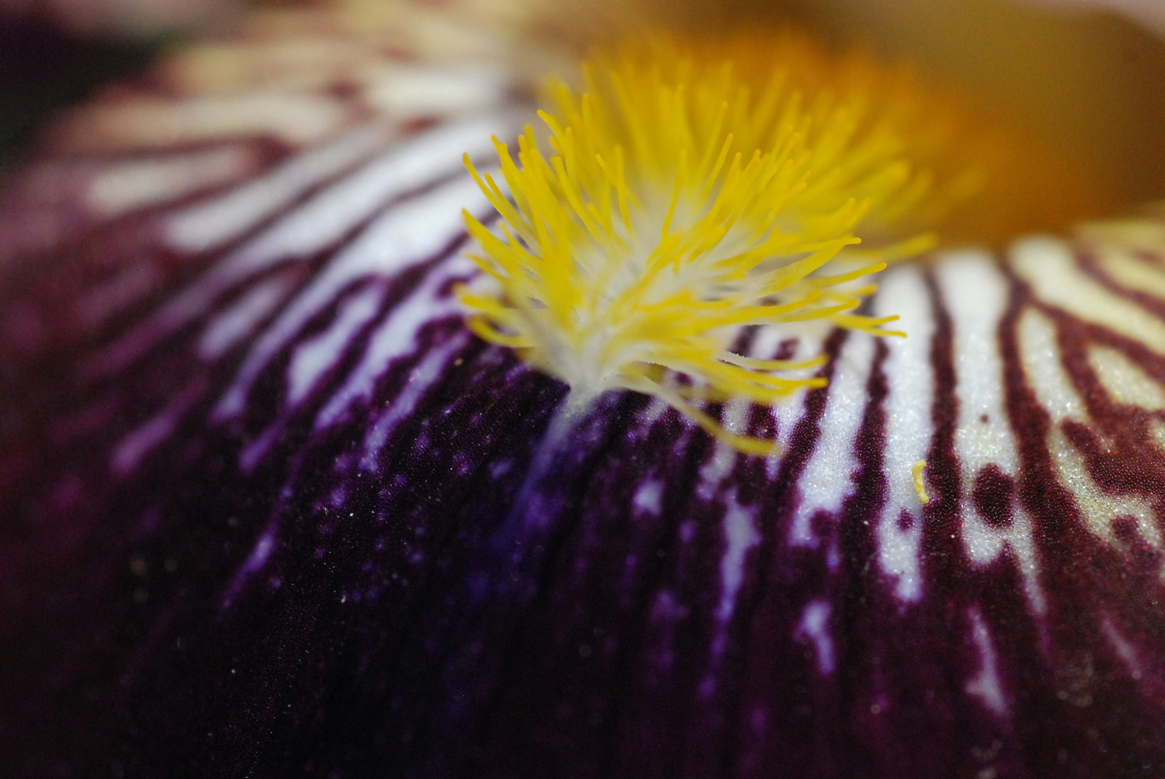 a close up of a purple and yellow flower