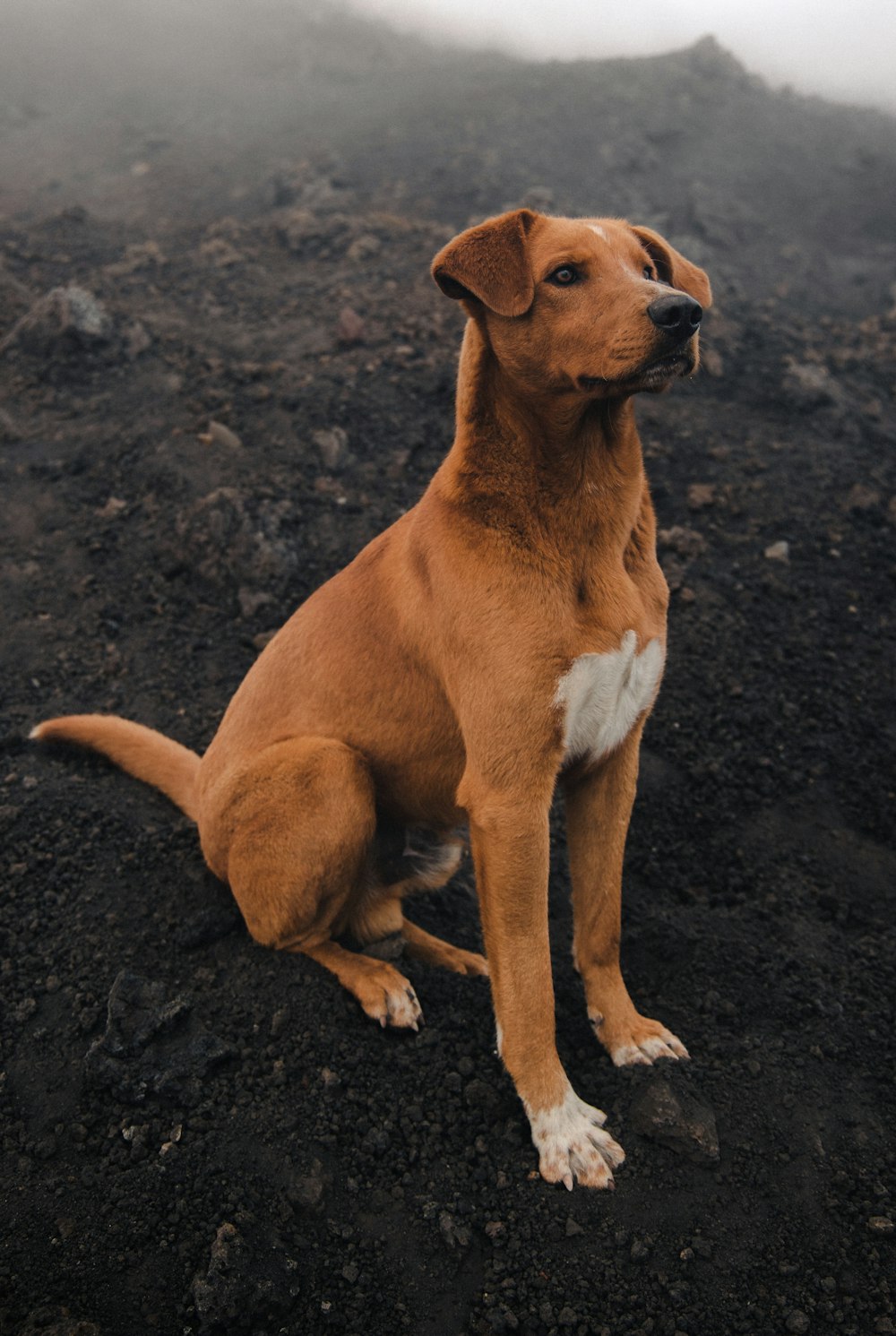 Un perro marrón sentado en la cima de una colina rocosa
