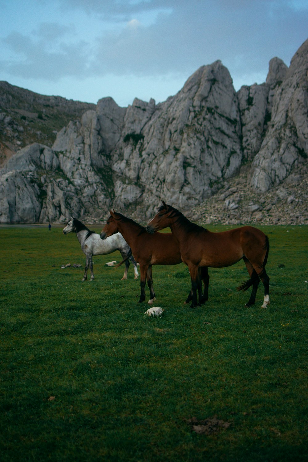 a couple of horses standing on top of a lush green field