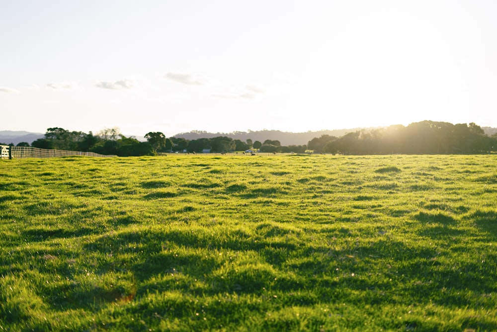 a field of grass with a fence in the background