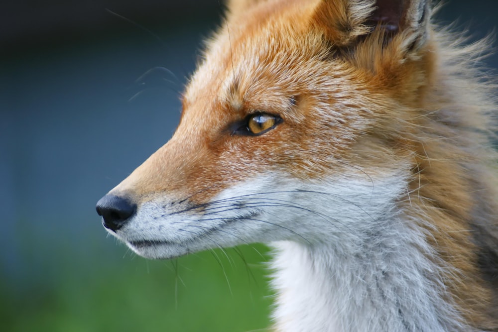 a close up of a red fox's face