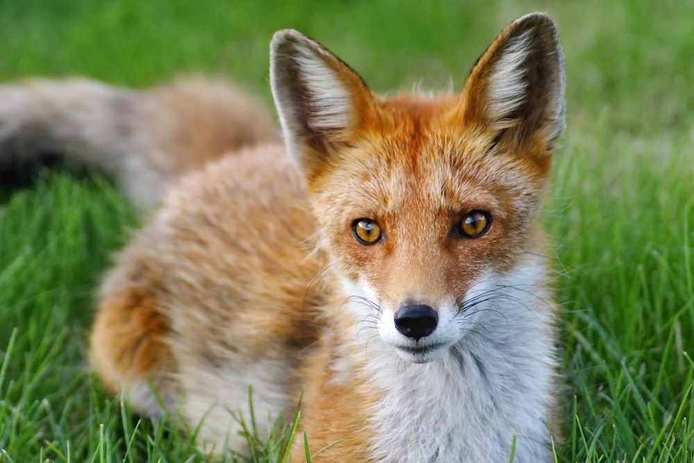 a red fox sitting in the grass looking at the camera