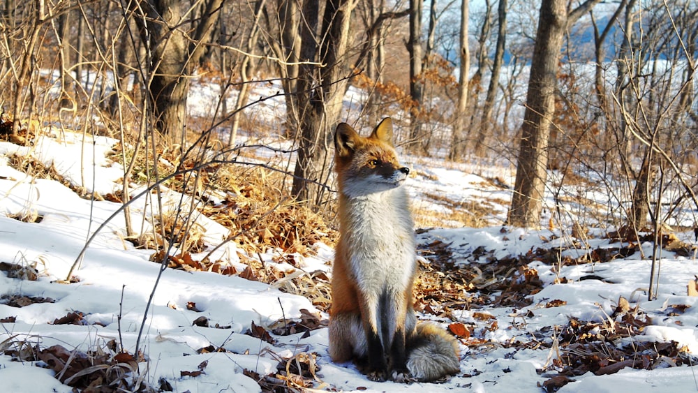 a fox sitting in the snow in the woods