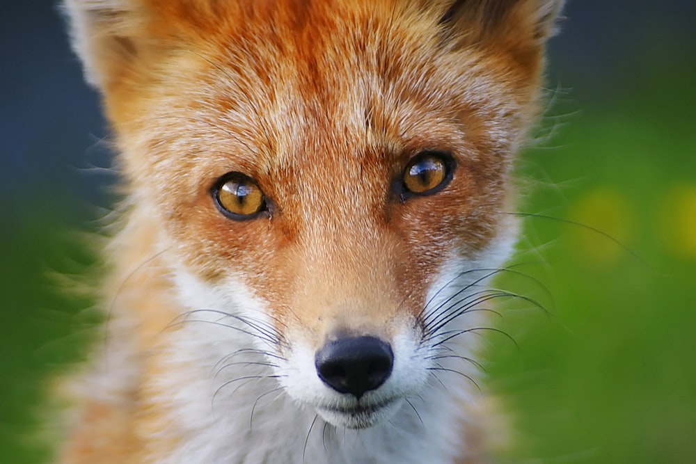 a close up of a fox's face with a blurry background
