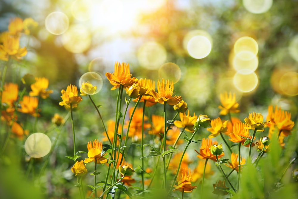 a field of yellow flowers in the sunlight