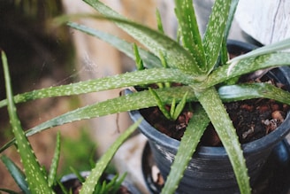 A close-up view of a potted aloe vera plant with long, spiky green leaves featuring white spots. The plant is placed in a dark pot with visibly rich soil, and there is a secondary similar plant partially visible in the lower left corner. The background is blurred, creating a natural, earthy setting.