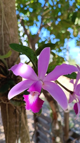A vibrant pink orchid with delicate petals is highlighted against a background of soft-focus green leaves and tree bark. Sunlight filters through the foliage, creating a serene and natural setting.