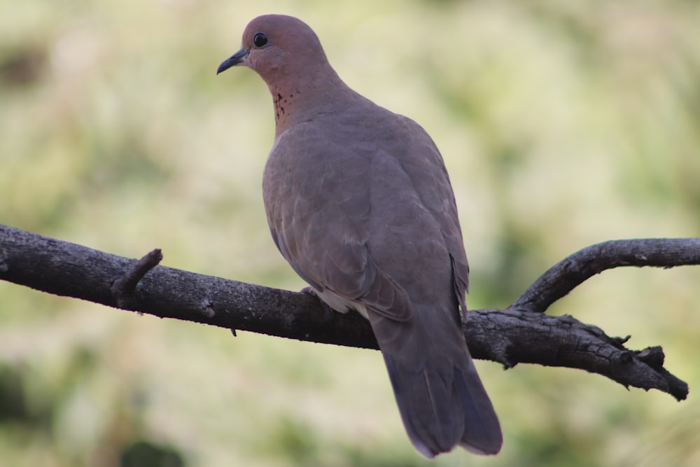 a bird perched on a branch of a tree