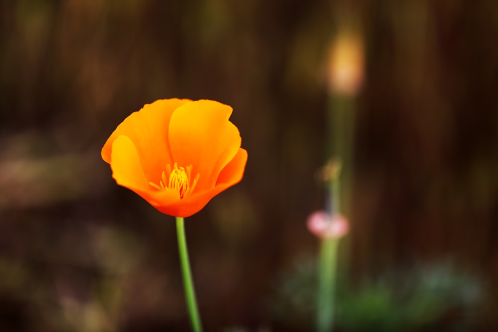 a close up of a single orange flower