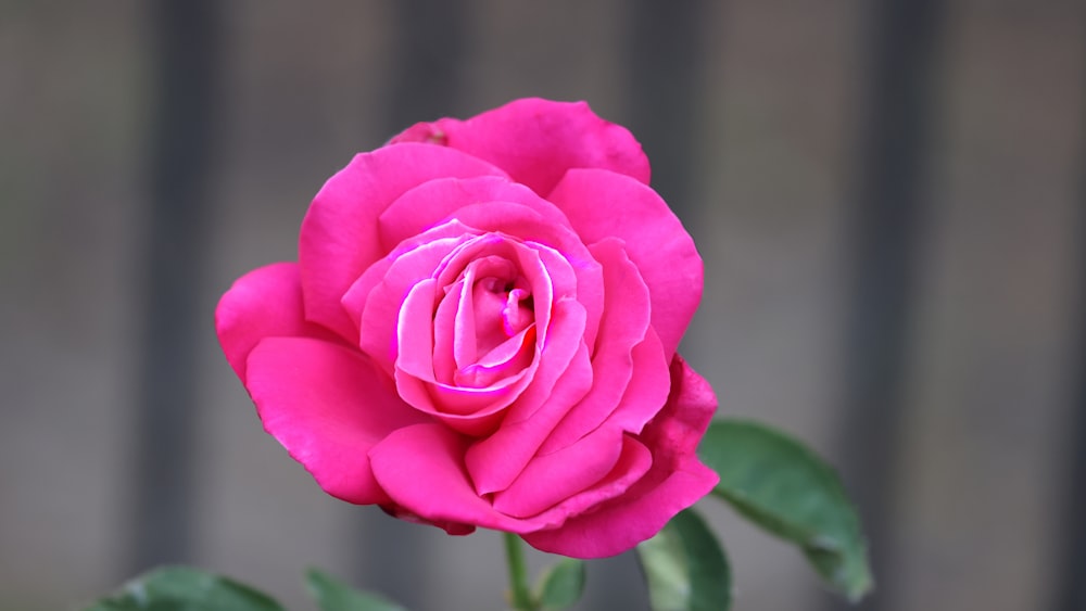 a pink rose with green leaves in a vase