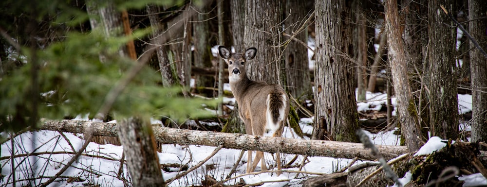 a deer standing in the middle of a forest