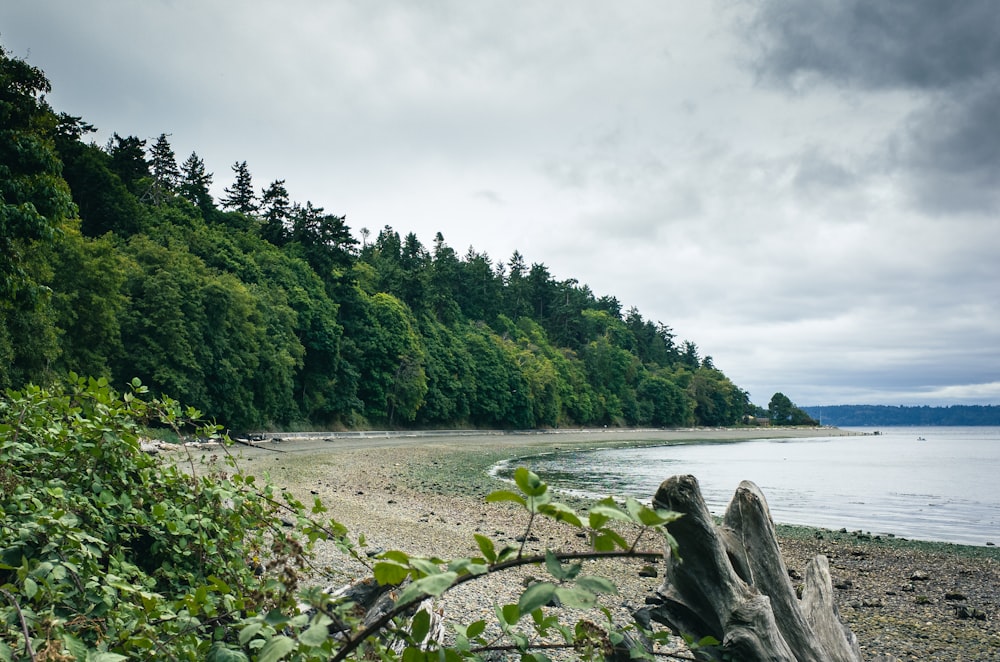 a view of a beach with a tree stump in the foreground