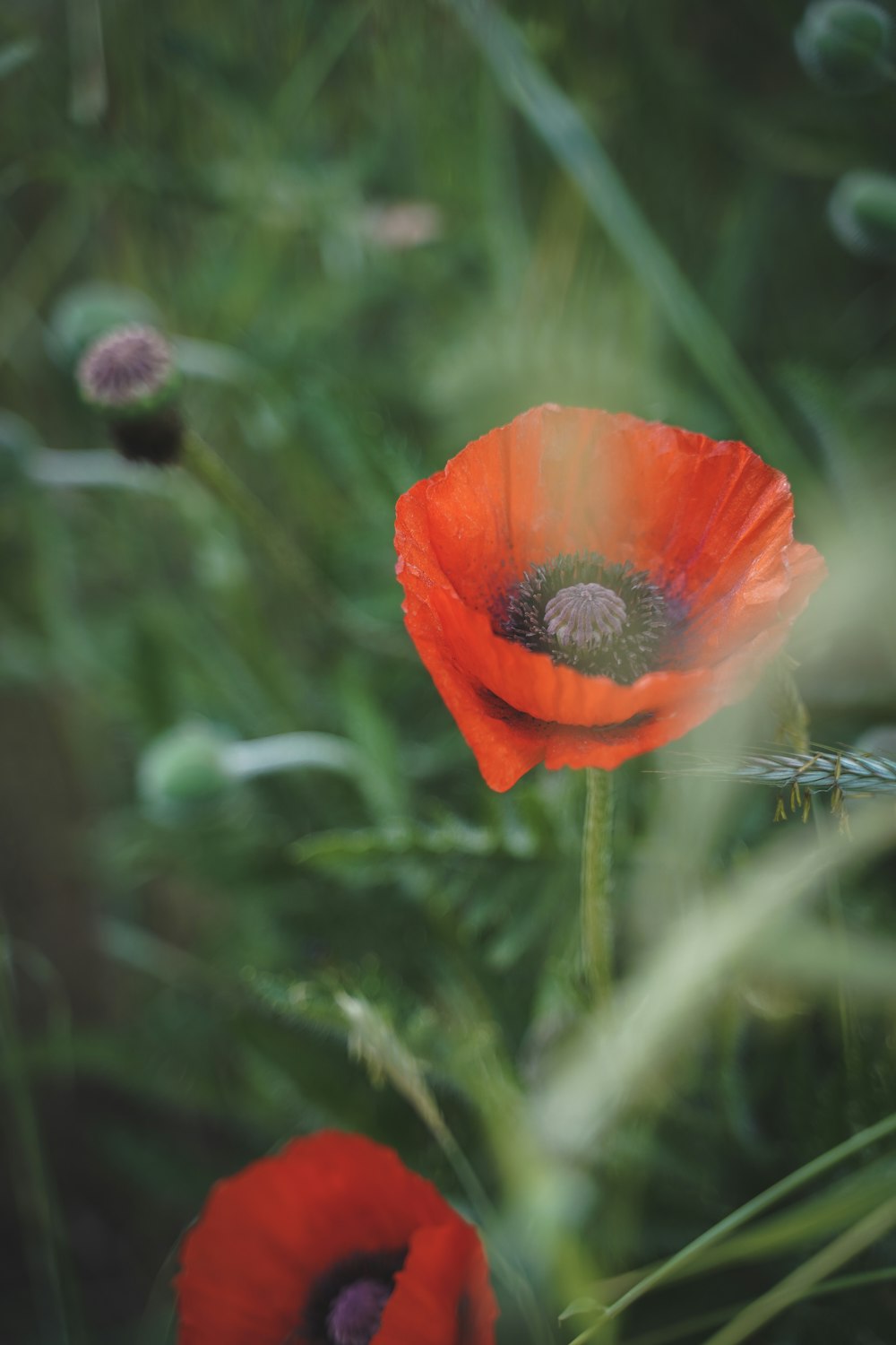 a close up of two red flowers in a field