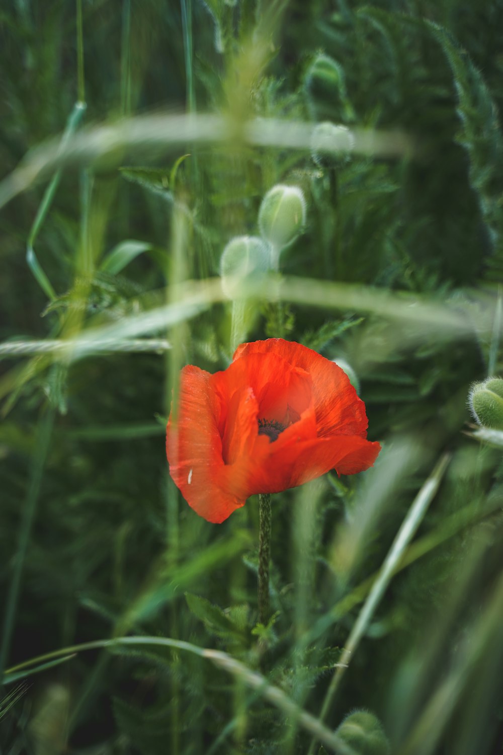 a red flower is in the middle of tall grass