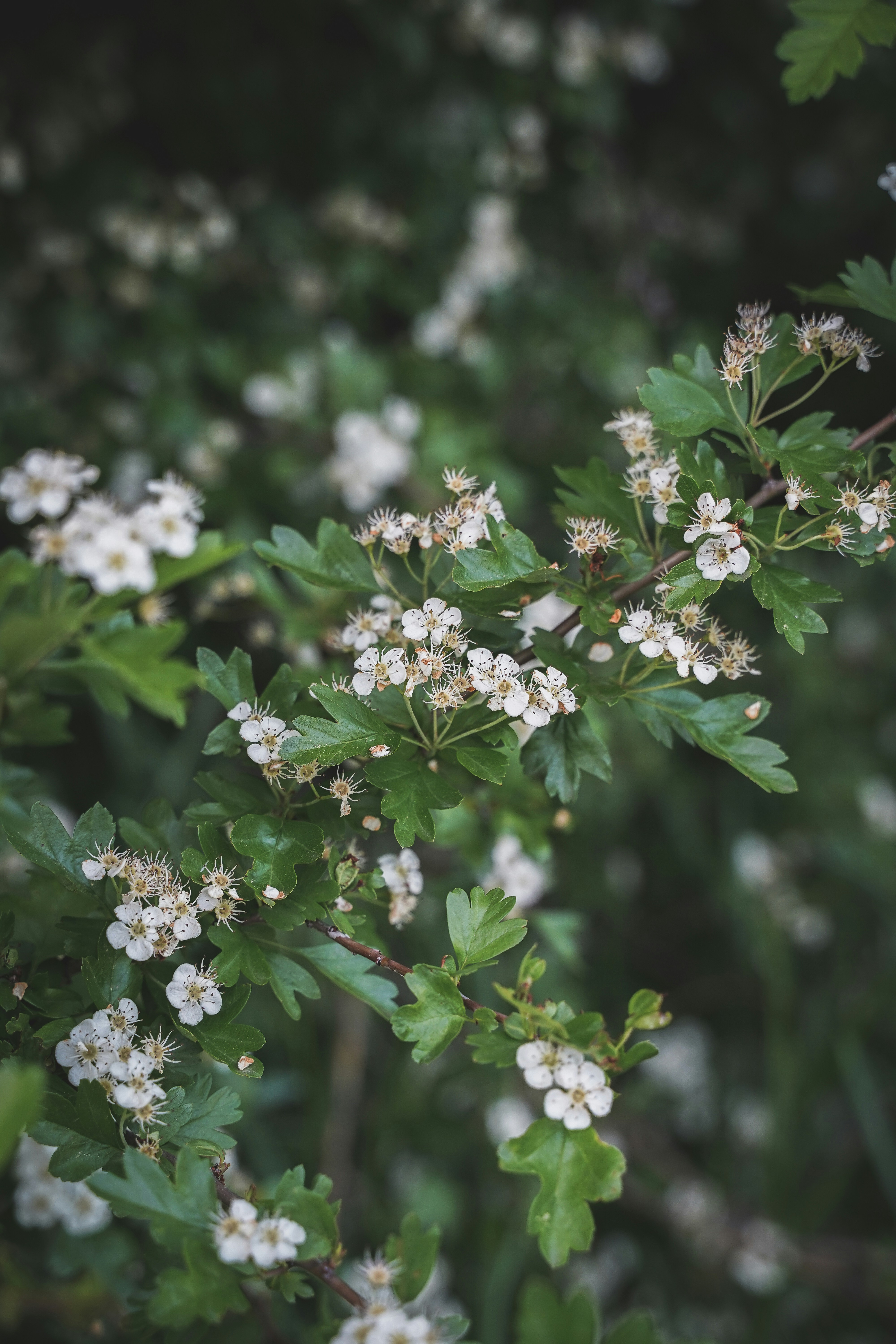 Photo by courtneysmith