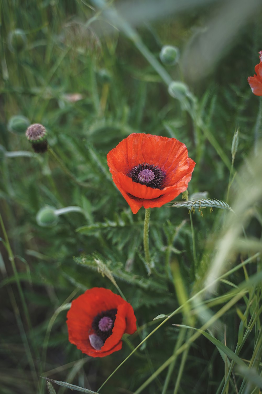 three red flowers in a field of green grass