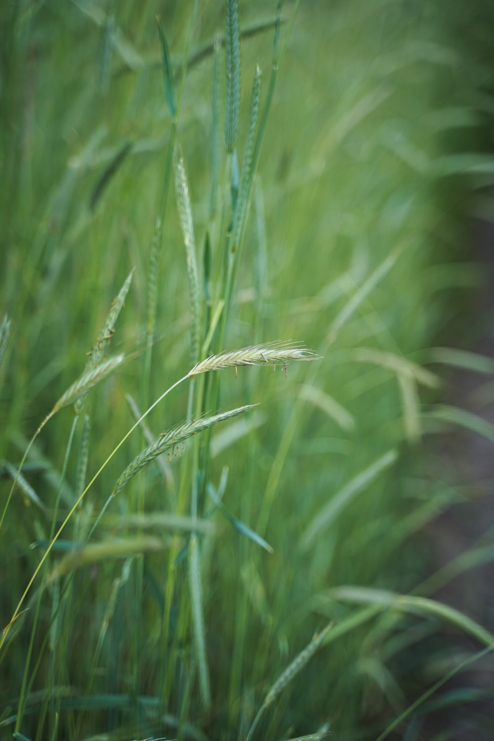 a close up of some grass with a blurry background