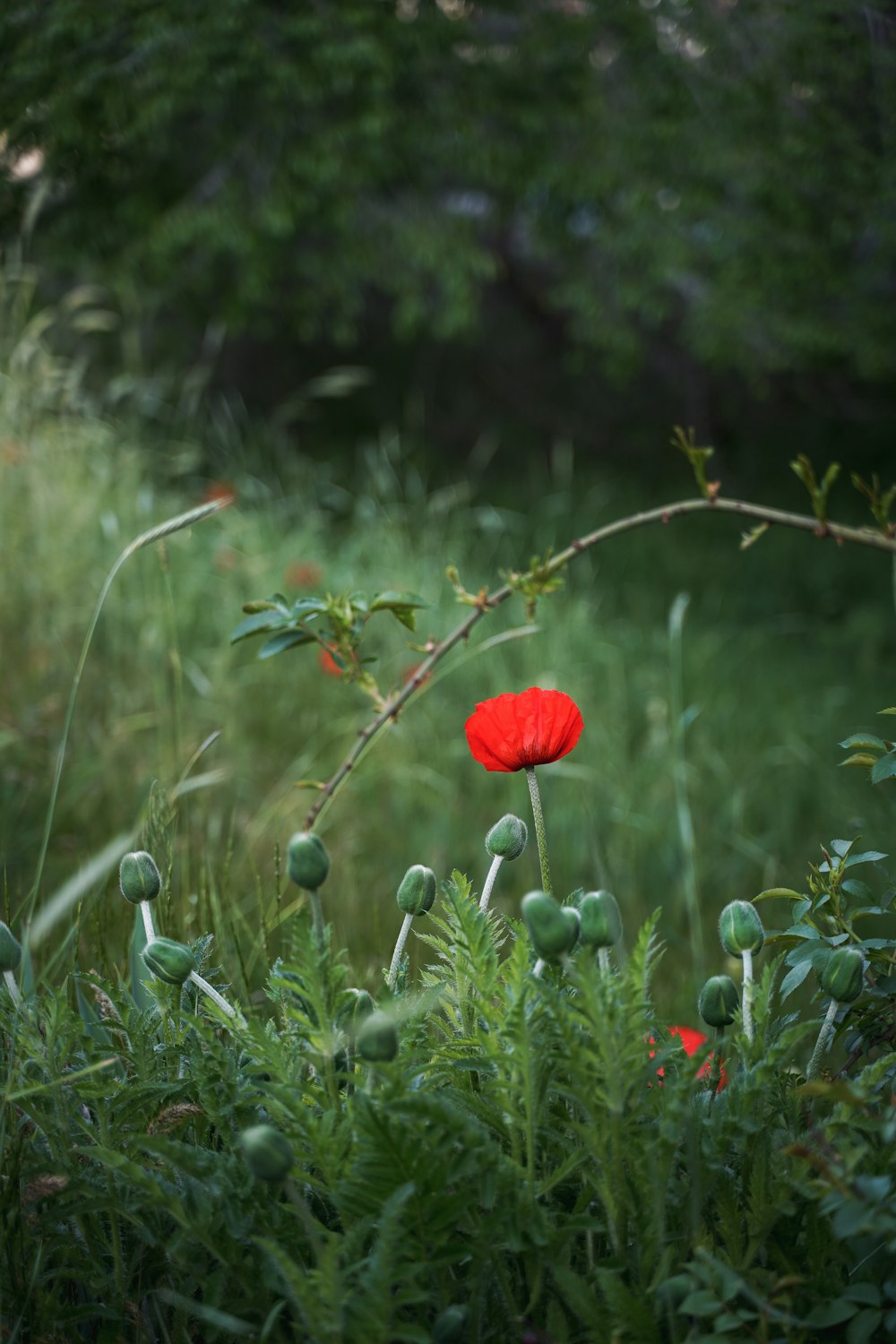 a red flower in the middle of a field