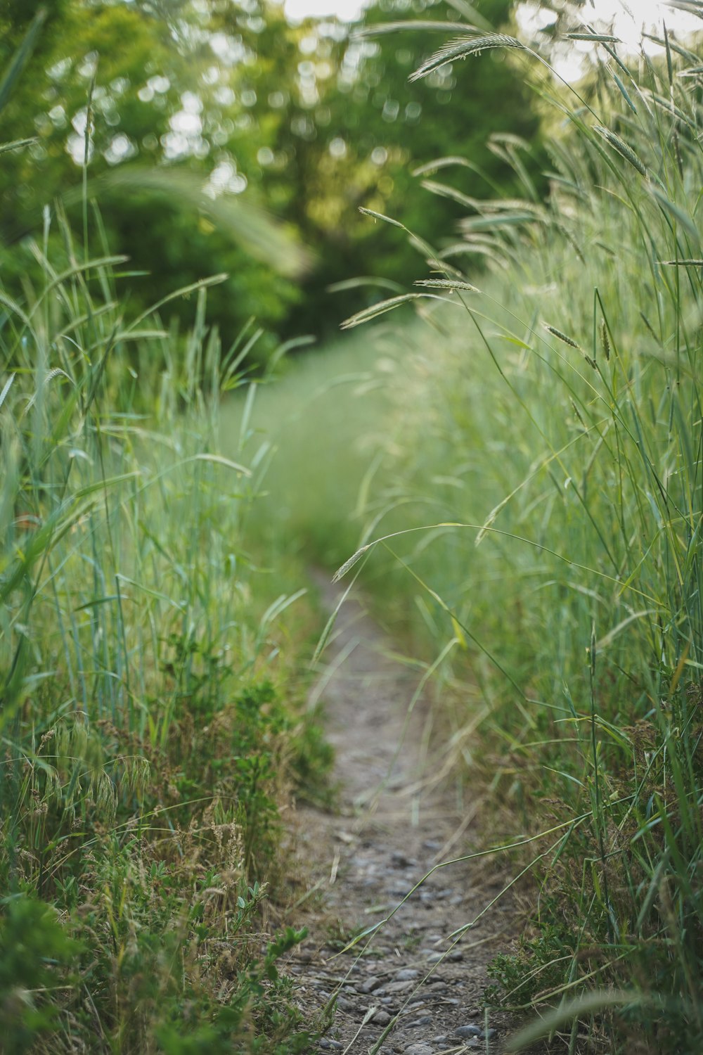 a path through a grassy field with trees in the background